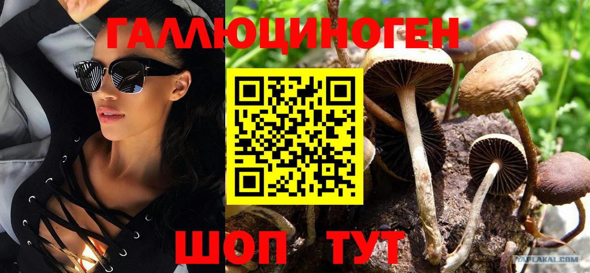 Галлюциногенные грибы Psilocybe Ахтубинск